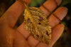 Timeless Alder Leaf Pendant-  In Brass