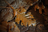 Timeless Oak Leaf Pendant - In Brass