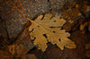 Timeless Fantasy Leaf Pendant - In Brass