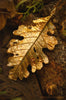 Timeless Oak Leaf Pendant - In Brass