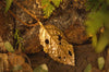 Timeless Alder Leaf Pendant-  In Brass